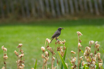 Juvenile Black Redstart (Phoenicurus ochruros) sitting on a flower in Zurich, Switzerland