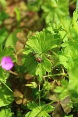 Coloratissima Anthaxie 