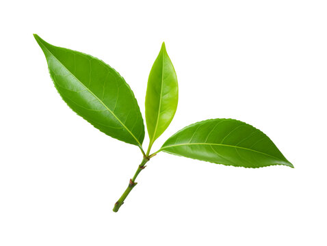 Tea leaf isolated on transparent or white background, png