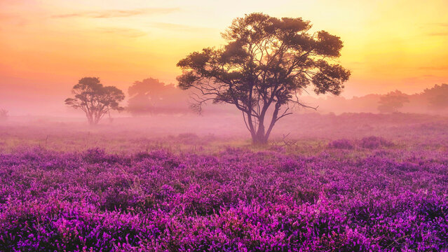 Blooming Heather fields, purple pink heather in bloom, blooming heater on the Veluwe Zuiderheide park, Netherlands. Holland during sunrise with fog and mist