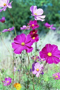 Cosmos bipinnatus - Cosmos in Bloom