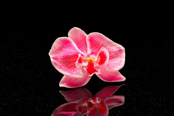 Blooming pink orchid flower on the mirrored surface against a black background.