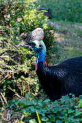 Portrait of Southern Cassowary