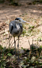 Black Headed Heron
