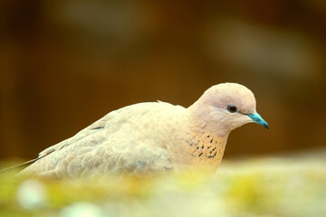 Senegal turtle dove (Streptopelia senegalensis), Iran, Masuleh