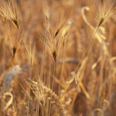 dry grass in the sunset light