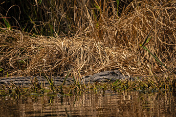 alligator in the Okefenokee National Wildlife Refuge in Georgia