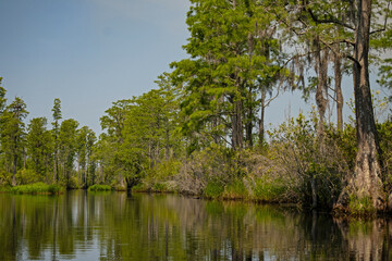Fototapeta na wymiar swamp landscape in the Okefenokee National Wildlife Refuge in Georgia