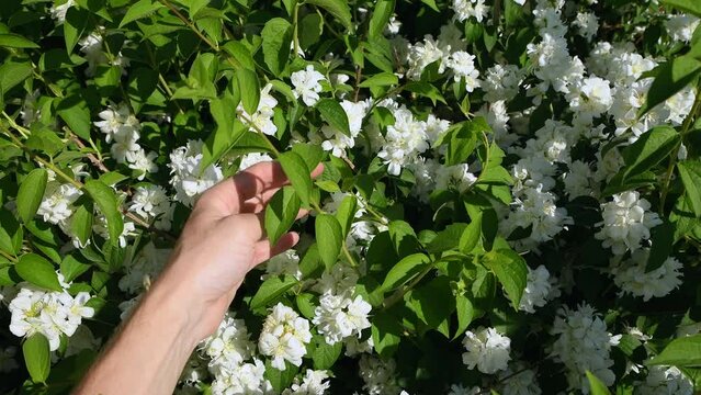 Chubushnik Ivolistny. Mock orange. (lat. Philadelphus). Male hand touches blooming flowers in the garden. Hydrangea family. Shrub with white flowers. Floral background.
