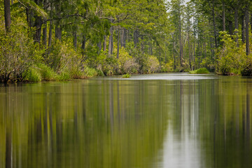 swamp landscape in the Okefenokee National Wildlife Refuge in Georgia