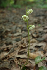 里山の植物　初夏の森で白い可憐な花を咲かせるイチヤクソウ