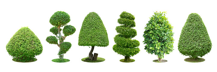 Collection Pruning trees, ornamental plants trees and bonsai of shrubs or bushes for garden...