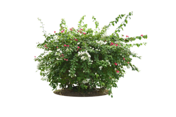 Bouquet, shrub of flowers. Rose periwinkle. primrose. (red, pink, purple) Rose Four o'clock Flower. Colorful flowers, primula vulgaris are blooming. On white background. (png)