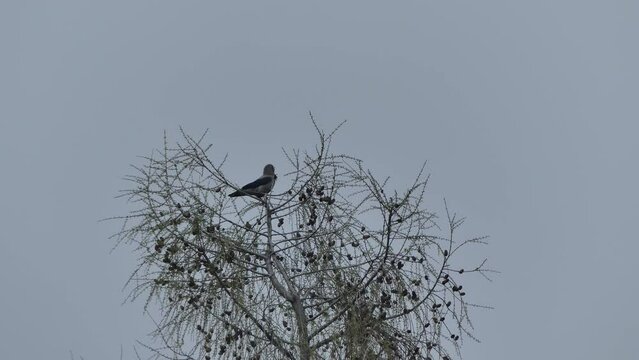 Hooded crow, Corvus cornix on top of larch tree with branches with cones and sky. Bird in natural environment - real time.