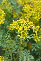 Common rue flowers