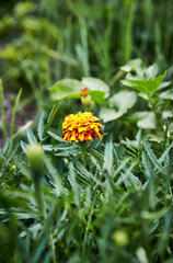 Marigold flowers in a vegetable garden