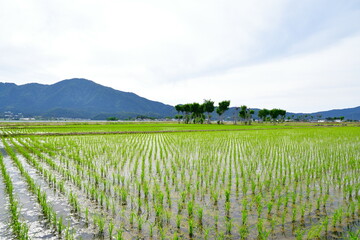 夏井のはさ木（新潟県）