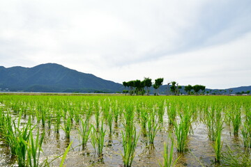 夏井のはさ木（新潟県）