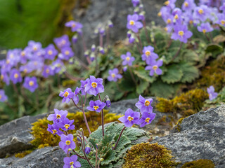 Gruppe blühender Pflanzen des Pyrenäen-Felsentellers (Ramonda myconi) in ihrer natürlichen Umgebung fotografiert.