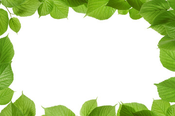Frame of beautiful vibrant green leaves on white background