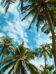 Fototapeta na wymiar Palm trees against the blue sky with clouds