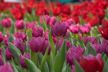 Fototapeta premium tulips in the garden