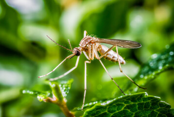 Makroaufnahme einer M&uuml;cke, Stechm&uuml;cke (Culicidae) , auf einem Strauch, Generative AI