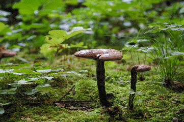 Slovena, Bosco , Natura, Fungo 