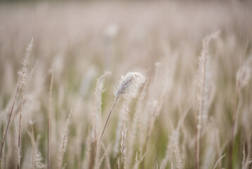 Fototapeta premium grass in a field