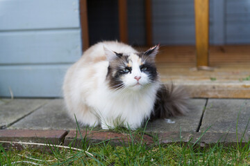 Hübsche langhaarige Katze mit blauen Augen draussen im Garten