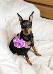 Cute pregnant miniature pinscher sits on the bed and looks up