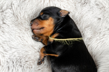 Close-up portrait of a newborn puppy of a black and tan miniature pinscher on a gray background