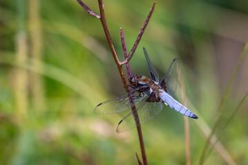 Owad © Sporywildlife