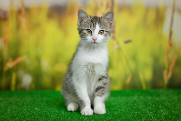 Silver tabby cat sitting on green background