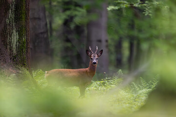 Sarna kozioł © Sporywildlife