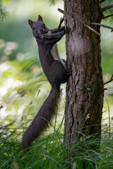 Wiewiórka © Sporywildlife