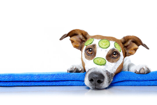 jack russell dog relaxing  with beauty mask in  spa wellness center , moisturizing cream mask and cucumber , isolated on white background