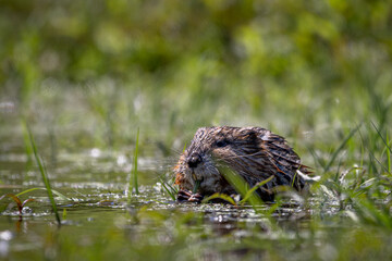 Piżmak © Sporywildlife