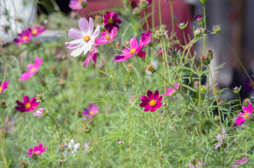 Summer flowers in the garden