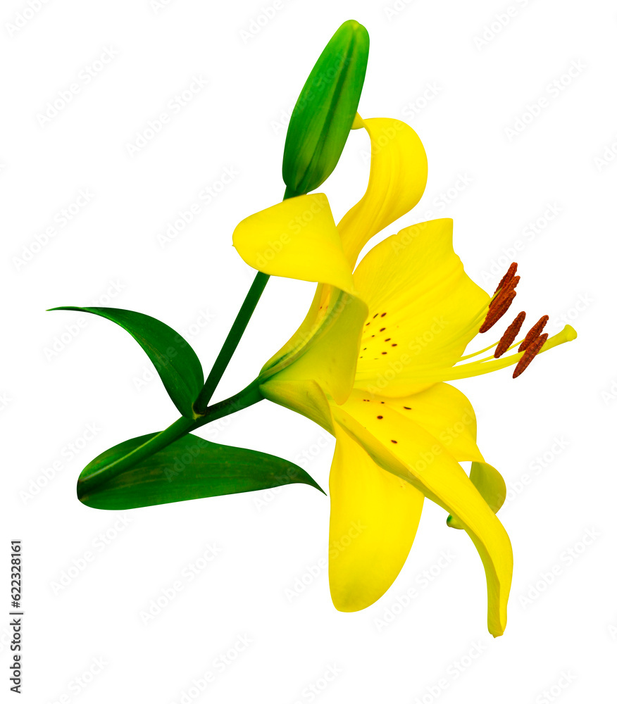 Canvas Prints lily flowers isolated. lily flowers. lily flowers isolated on white background.lily. yellow lilies