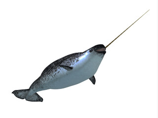 Narwhal whales live in social groups called pods and live in the Arctic ocean and males have a tusk. © Designpics