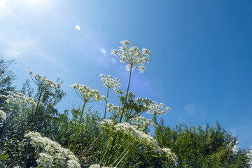 Cow parsley white flowers growing in the countryside.