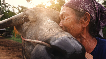 Love moment of Asian senior farmer and buffalo. Relationship of human and animal.