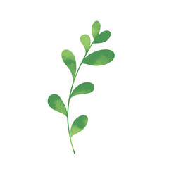 Green botanical leaves