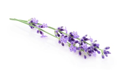 Fototapeta premium Lavender flowers isolated on white background 
