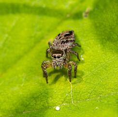 A small brown jumping spider sits on a green leaf of grass.