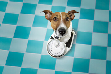 jack russell dog with guilty conscience  for overweight, and to loose weight , standing on a scale,...