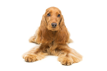 Portrait of beautiful young brown cocker spaniel dog lying over white background. Studio shot. Copy space.