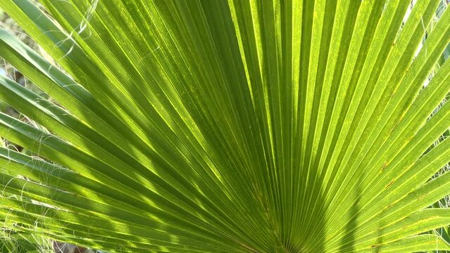 leaves of palm tree swaying in the wind. 4k video capture
