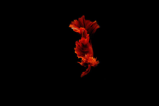Siamese fighting fish.Multi color fighting fish isolated on black background.	